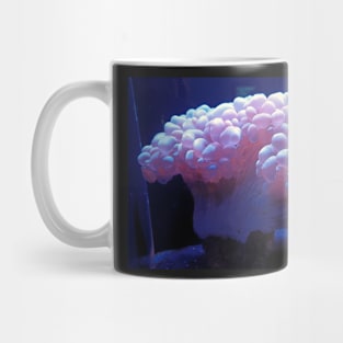 Bubble coral, Oahu, Hawaii Mug